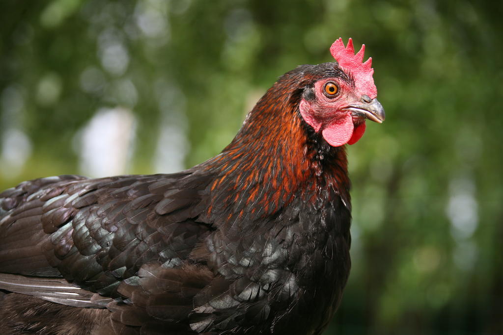 Gite De La Ferme Des Crins Blancs Vila Hazebrouck Quarto foto