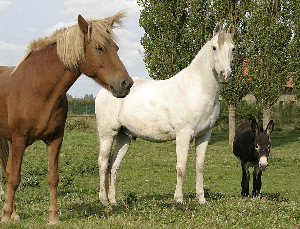 Gite De La Ferme Des Crins Blancs Vila Hazebrouck Quarto foto