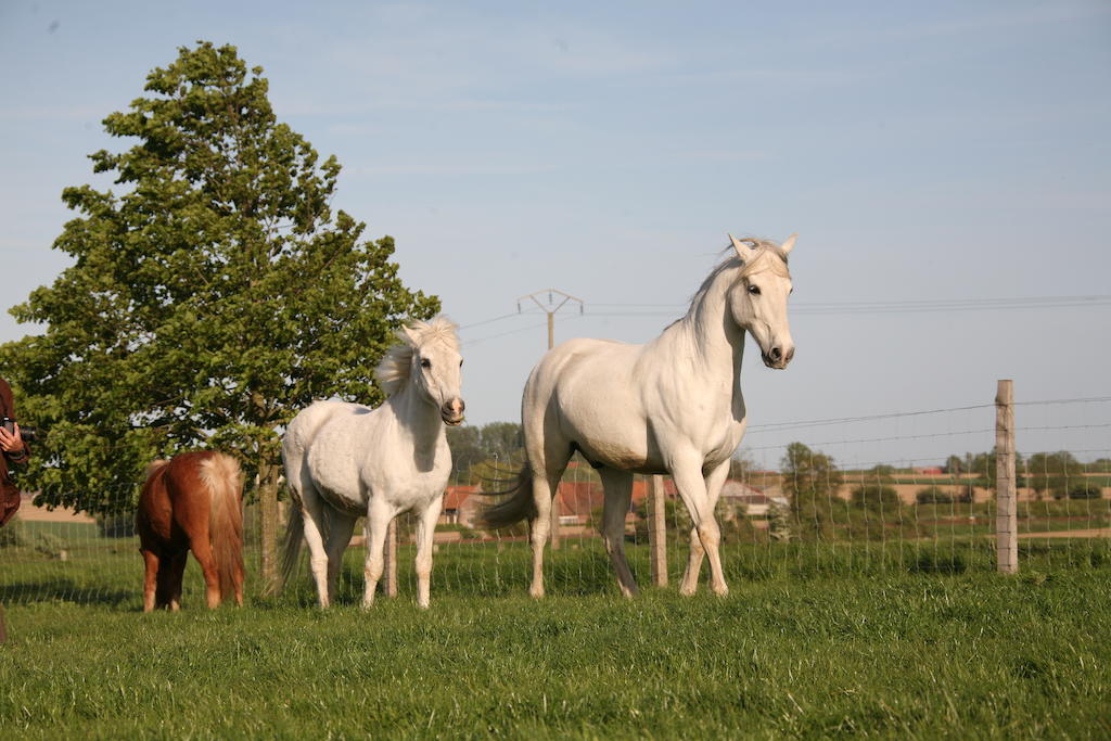 Gite De La Ferme Des Crins Blancs Vila Hazebrouck Exterior foto