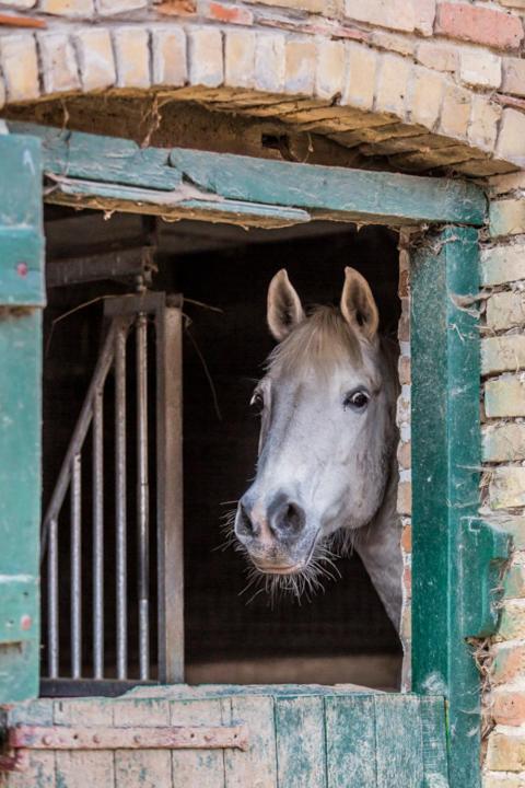 Gite De La Ferme Des Crins Blancs Vila Hazebrouck Exterior foto