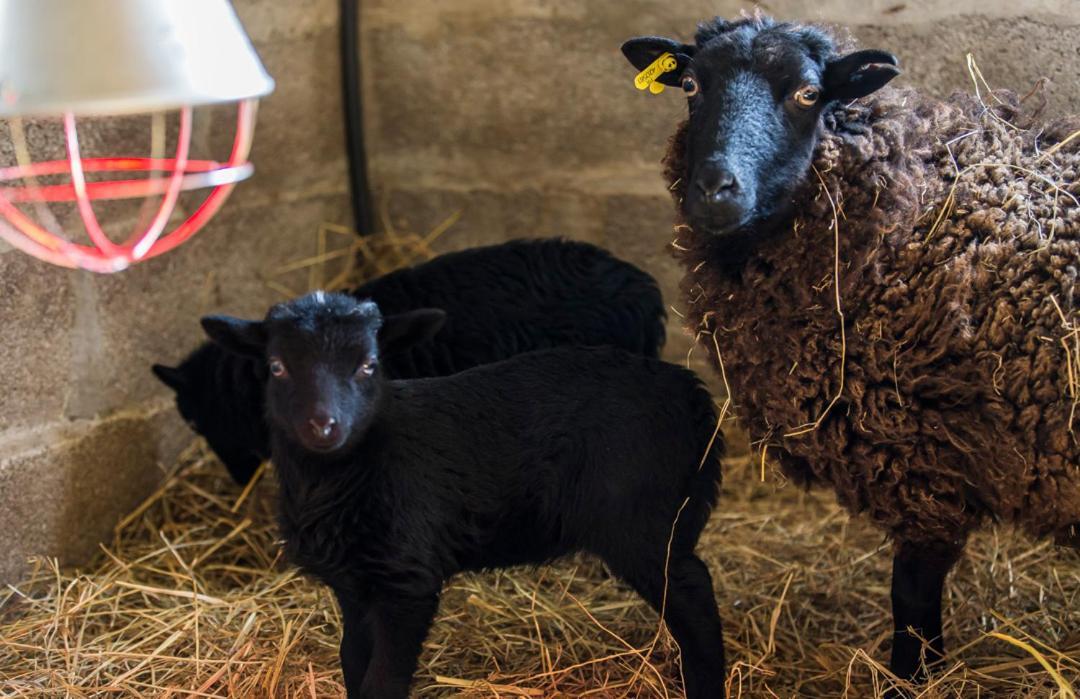 Gite De La Ferme Des Crins Blancs Vila Hazebrouck Exterior foto